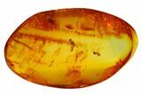 Fossil Ant (Formicidae) & Dance Fly (Empididae) in Baltic Amber #145473-4